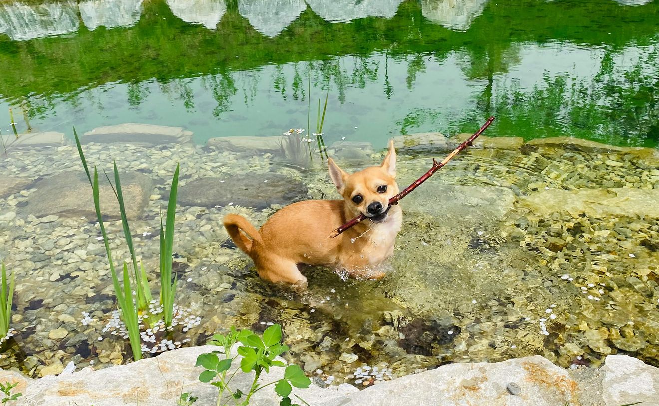 Ein kleiner braunfarbener Hund spielt im Hundebadesee und fischt ein Stöckchen heraus.