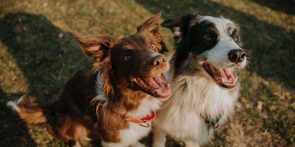 Zwei fröhliche Hunde.